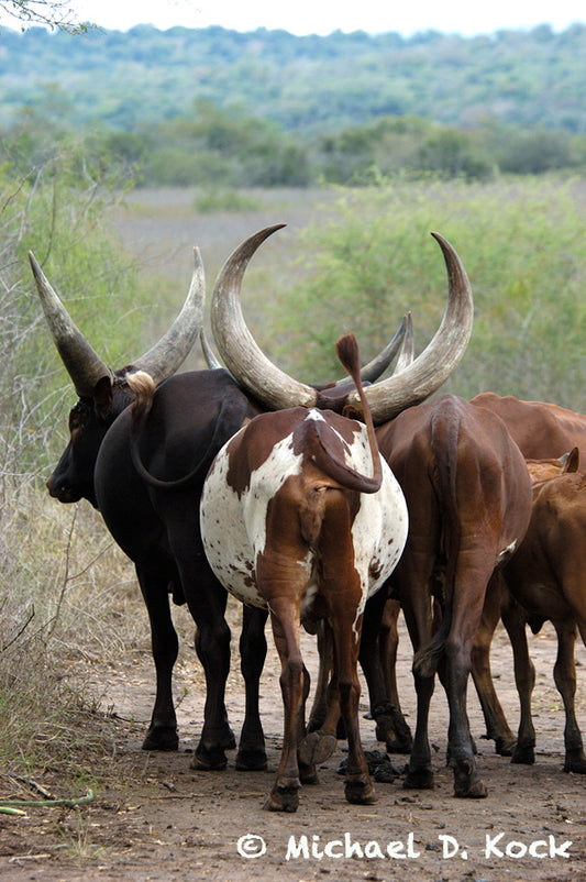 Dart combinations for young heifer cows and wild Ankole bulls