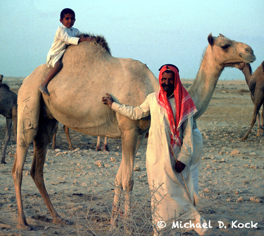 Sedation of camels
