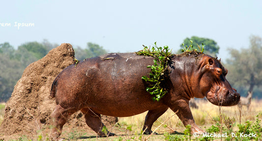 Chemical immobilisation of hippo