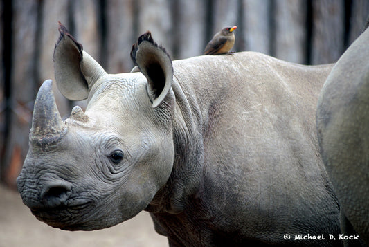 Tranquillisers for use in black rhino