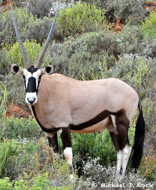 Gemsbok bull with broken leg