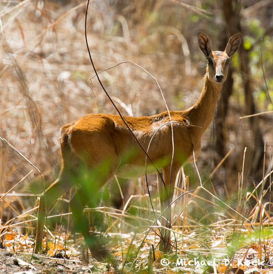 Immobilisation dosages for Oribi