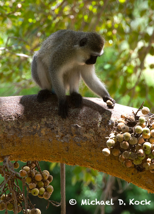 Sedation and capture of free-living vervet monkey