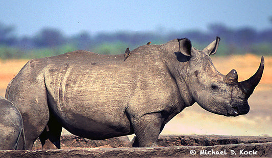 White rhino pushing in crate and nasal occlusion