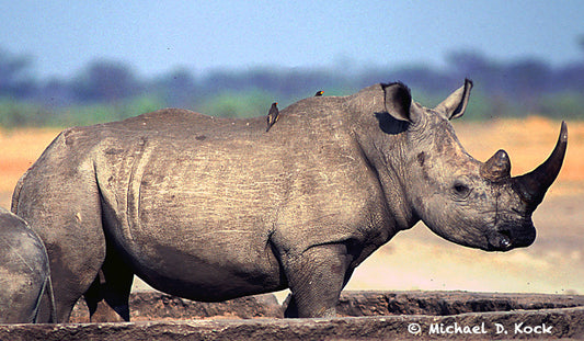 White rhino mortalities, possibly anaphylaxis, Hyalase associated