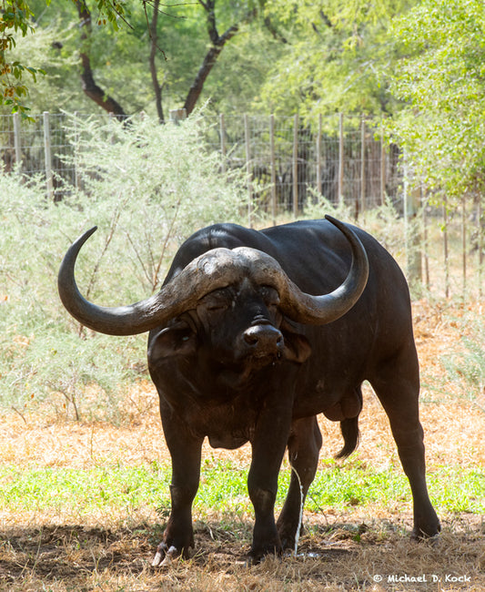 Buffalo with a cracked horn, and possible treatment