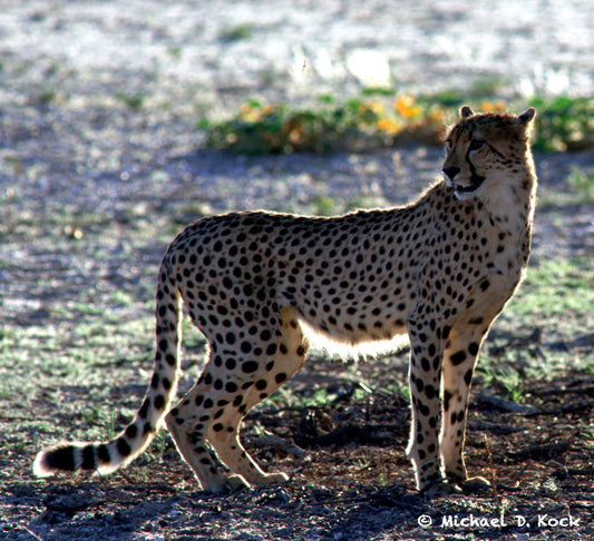 Vaccination of cheetah for FIV / FeLV