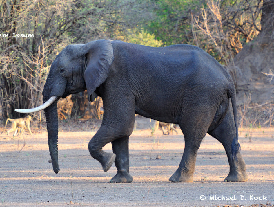 Injury to lower elephant leg, probably traumatic