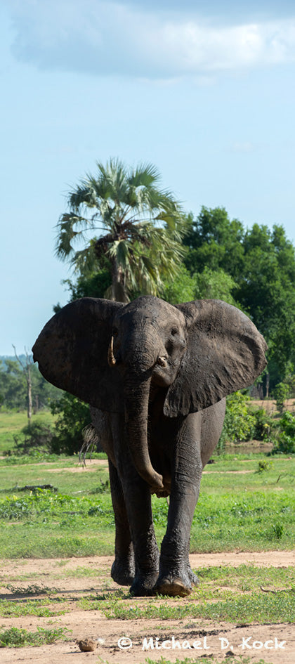 Wild elephant with calf, depressed and anorexic, with possible elephant herpes lesions