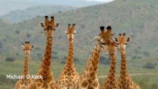 Giraffe capture, darted from a helicopter and release