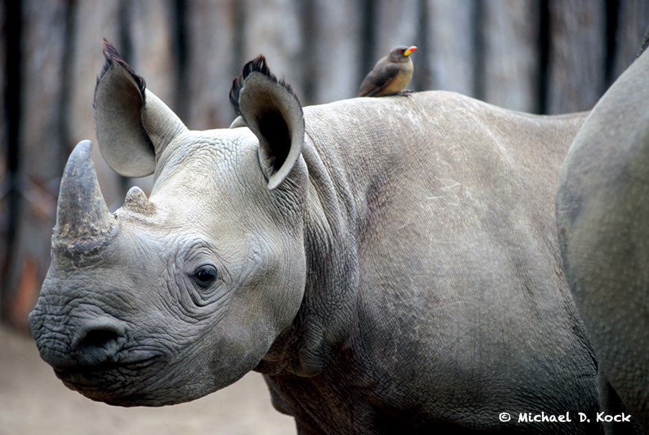 Neurological symptoms on black and white rhino, possibly Middelburg virus