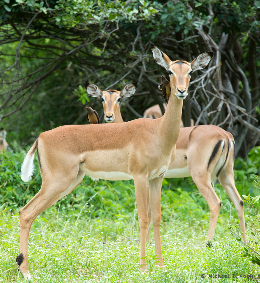 Bilateral soft horn growths in young impala