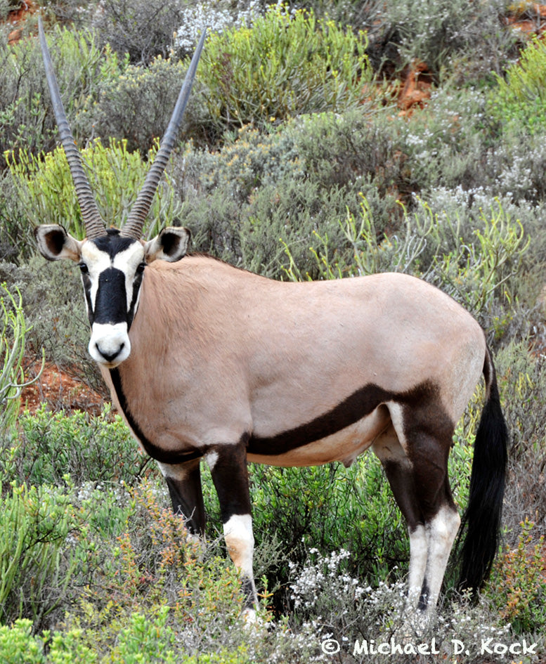 Gemsbok bull with broken leg