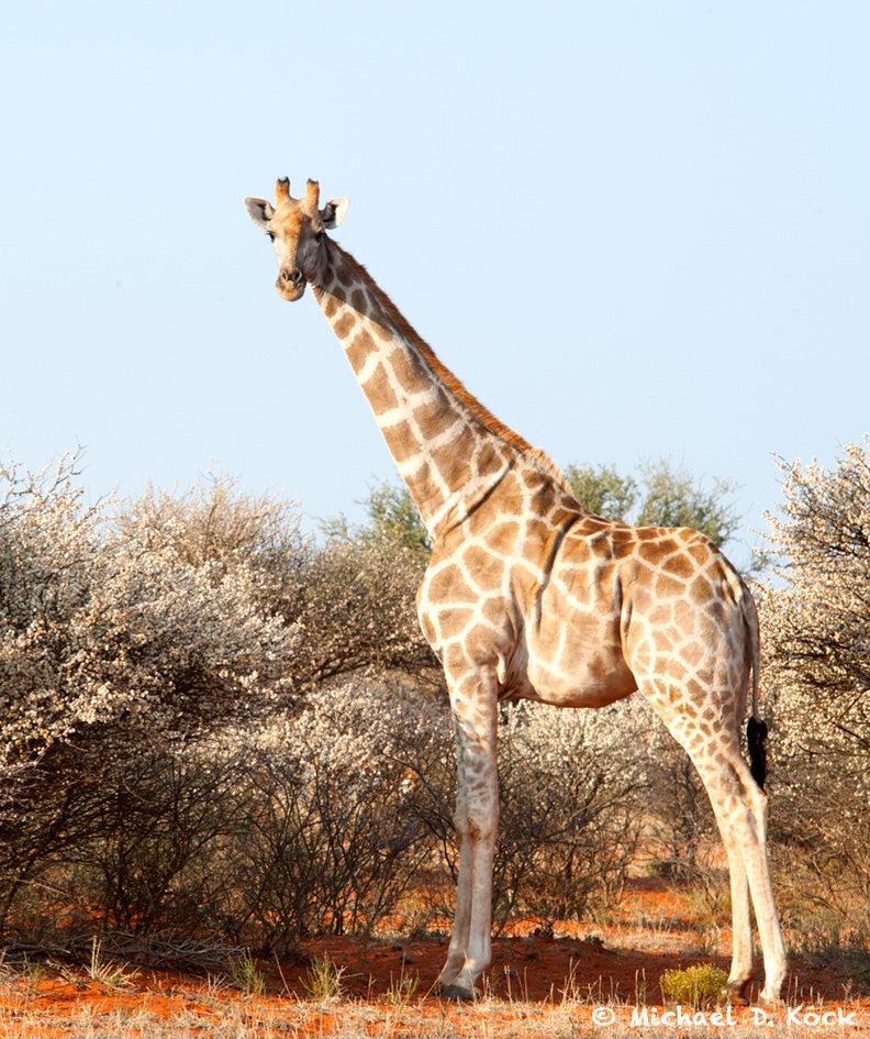 Immobilisation of giraffe and stabilisation for longer procedures.