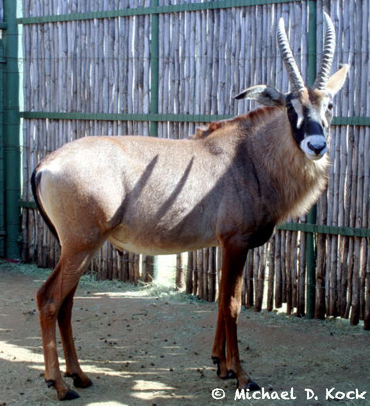 Tranquillisation of sub-adult roan transported together in a compartment