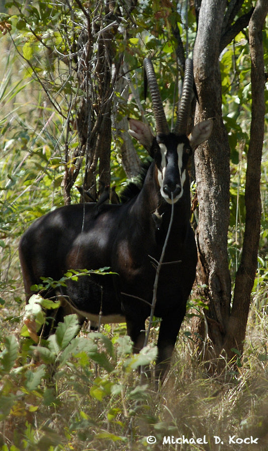 Penis / lamina interna prolapse in a sable bull