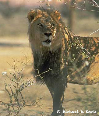 Biliary treatment in lions