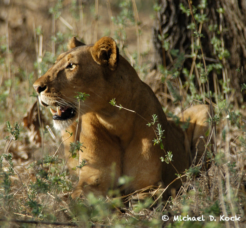 Facial Lesions in lions
