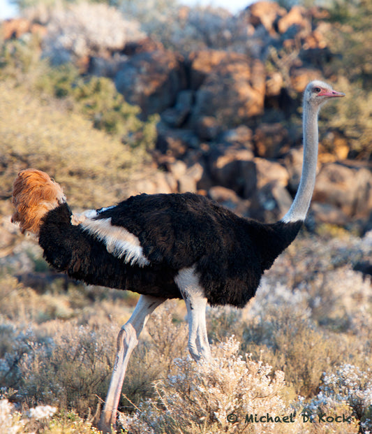 Supplementary feeding for ostriches in late winter.