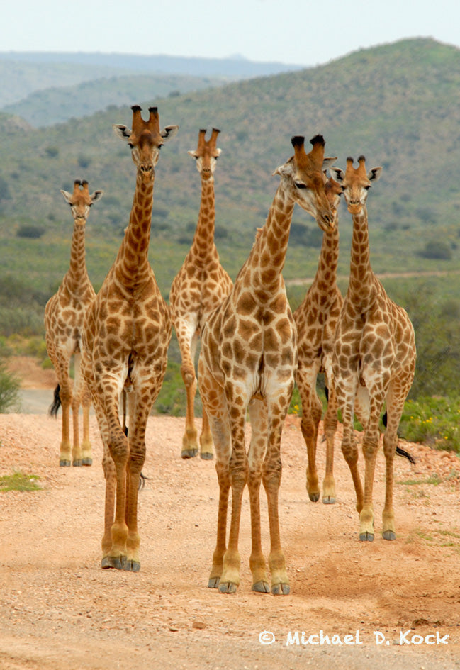 Giraffe papilloma virus infection in female animals