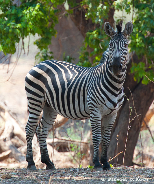 HH (low opioid) doses for ground darting of zebra