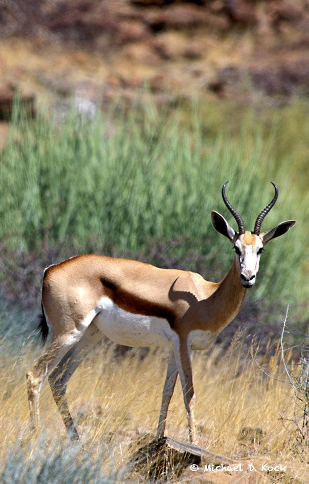 Overgrown hooves of springbok in habituated areas