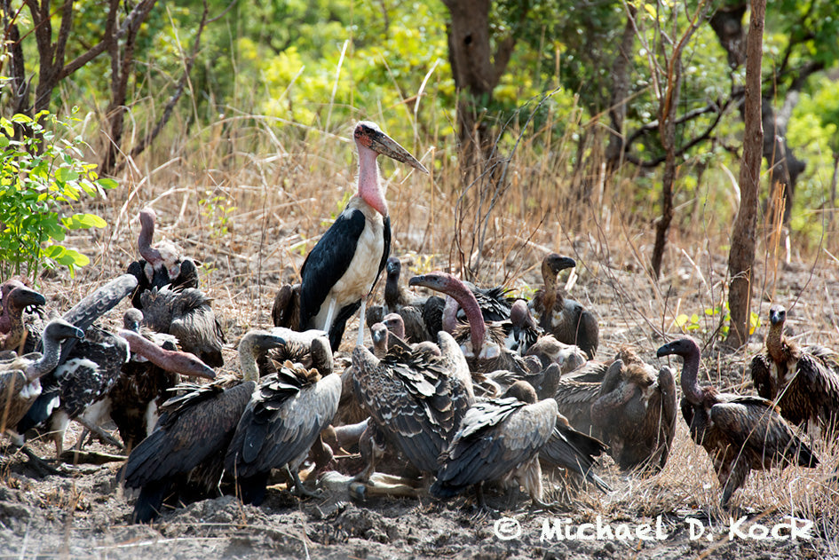 NSAIDs (meloxicam, flunixin, others) and lead poisoning in vultures