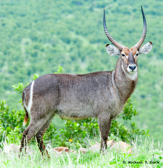 Water-based perphenazine in waterbuck bull