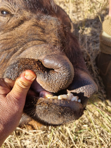 Deformed buffalo calf upper jaw, congenital