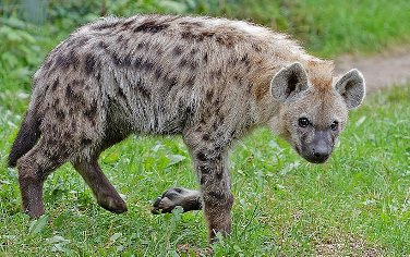 Butorphanol/ midazolam/medetomidine (BMM) in spotted hyena